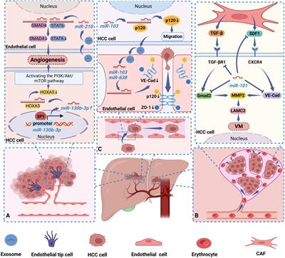 Little things with significant impact: miRNAs in hepatocellular carcinoma